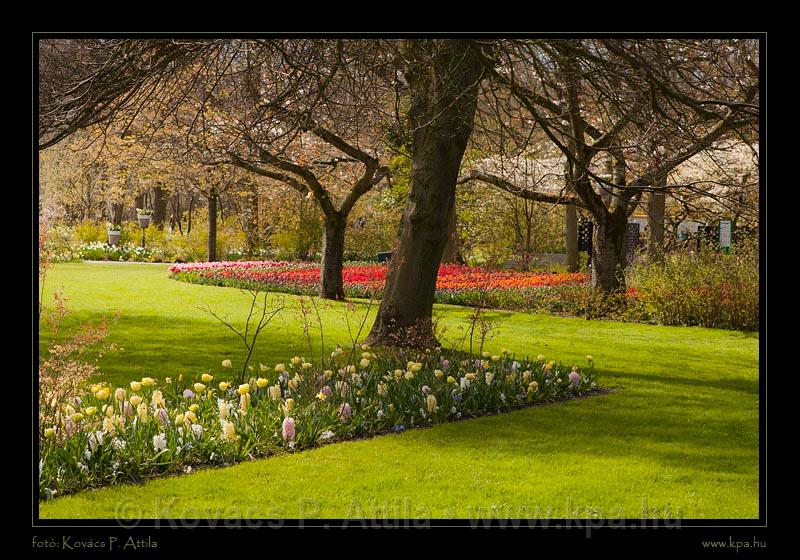 Keukenhof Hollandia 096.jpg